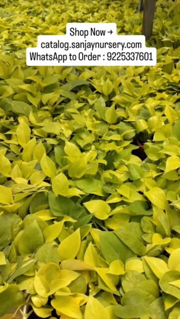 Bring home positivity with the beautiful Money Plant 🌱
Known for attracting wealth, luck & clean air — it’s the perfect indoor companion.
✨ Easy to care
✨ Perfect for homes & offices
✨ Ideal gifting plant
Shop Now → catalog.sanjaynursery.com
WhatsApp to Order : 9225337601
#MoneyPlant #IndoorPlantsIndia #PlantLovers #HomeDecorIndia #LuckyPlant AirPurifyingPlants