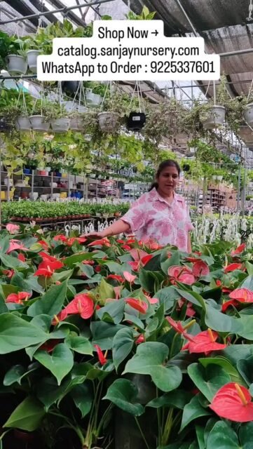 Bring home the timeless beauty of Anthurium plants 🌺✨
With their glossy leaves and vibrant blooms, they’re perfect for adding a touch of luxury to your home or office décor. Easy to care and air-purifying too!
Shop Now → catalog.sanjaynursery.com
WhatsApp to Order : 9225337601
#Anthurium #IndoorPlants #HomeDecor #AirPurifyingPlants #PlantLovers IndoorGarden PlantDecor GreenLiving Houseplants NurseryPlants explore