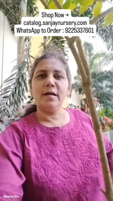 Top 5 Low-Maintenance Plants for Busy People! 🌿✨
Short on time or space? These plants are perfect for your home or office:
1️⃣ Lucky Bamboo
2️⃣ Spider Plant
3️⃣ Snake Plant
4️⃣ Money Plant
5️⃣ Jade Plant
Visit Sanjay Nursery to grab yours! 🪴
Shop Now → catalog.sanjaynursery.com
WhatsApp to Order : 9225337601
#explore
#PlantsOfInstagram #LowMaintenancePlants #InteriorGreens #QuickGardeningTips