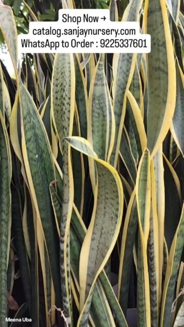 Looking for a no-fuss plant? Snake Plants are perfect 🌱
They thrive on neglect, need minimal watering, and still look stunning all year round.

✨ Why you’ll love it:
• Easy to care
• Low water requirement
• Grows in low light
• Perfect for home & office

💚 Greenery made simple!
Shop Now → catalog.sanjaynursery.com
WhatsApp to Order : 9225337601

#SnakePlant #EasyCarePlants #LowMaintenance #IndoorPlants #PlantLovers HomeDecor OfficePlants GreenLife