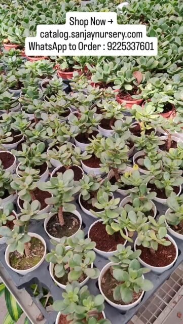 Crassula Lucky Plant – Bring Home Wealth & Positive Energy ✨🌿
Add a touch of greenery and prosperity to your space with our beautiful Crassula (Jade) Lucky Plant 💚 Known as a symbol of good luck, wealth, and success, it’s perfect for homes, offices, and gifting.
🌱 Why Choose Crassula?
• Considered a Lucky Plant for attracting prosperity & positive vibes
• Low maintenance & easy to grow indoor plant
• Perfect for office desks, home décor & corporate gifting
• Air-purifying and long-lasting succulent
• Ideal for beginners & busy plant lovers
Shop Now → catalog.sanjaynursery.com
WhatsApp to Order : 9225337601
💚 Perfect For:
Home | Office | Gifting | Feng Shui Décor
📦 Healthy plant | Secure packaging | Pan India delivery
👉 Bring home good luck today!
#CrassulaPlant #LuckyPlant #JadePlant #IndoorPlantsIndia #SucculentLove PlantLovers HomeDecorPlants OfficeDeskPlant AirPurifyingPlants LowMaintenancePlants PlantGifting NurseryIndia GreenVibesOnly 🌿💚