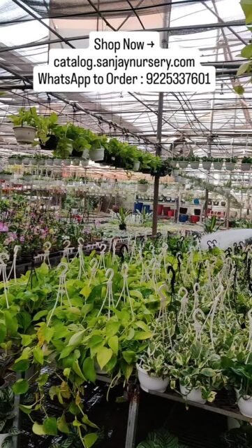 Not just watering plants… watering my peace 🌿
Shop Now → catalog.sanjaynursery.com
WhatsApp to Order : 9225337601
#indoorplants #explore #reelkrofeelkro❤️reelitfeelit