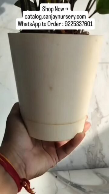 Why the ZZ Plant is the Perfect Choice for Your Space 🏢🏠
The ZZ plant is a fan favorite for a reason! It’s low-maintenance, thrives in various lighting conditions, and its vibrant green leaves bring life to any corner. Whether you’re a seasoned plant parent or just starting out, this plant is a must-have.
It’s also an excellent choice for gifting! Reach out to the number on the screen to get your own healthy, affordable ZZ plant today. 🌿
Shop Now → catalog.sanjaynursery.com
WhatsApp to Order : 9225337601
#IndoorGardening #ZZPlant #LowMaintenance #PlantCare #HomeGreenery OfficePlants GiftsThatGrow