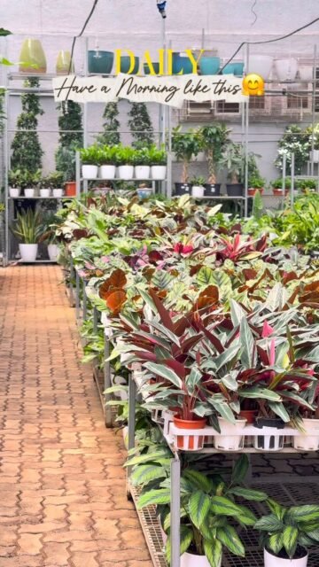 HAVE A MORNING LIKE THIS🌄🪴
.
.
.
.
.
.
.
.
.
.
.
.
.
.
.
.
.
.
.
.
.
.
.
#trendingpost #growth #dailyreels #nurserydecor sery #indoorplants