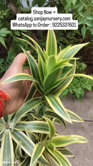 Bring a touch of the tropics to your home or office with the stunning Song of India (Dracaena reflexa). Known for its striking yellow-green variegated leaves, this evergreen beauty is perfect for both indoor and outdoor spaces. 🌿✨

Care Tips:

💧 Water: Low water needs.

☀️ Light: Thrives in bright, indirect light.

🏠 Placement: Perfect for balcony corners or office desks.

DM us or call the number in our bio to bring this beauty home today! 🪴

Shop Now → catalog.sanjaynursery.com
WhatsApp to Order : 9225337601
#indoorplants #viralreels #reelkrofeelkro❤️reelitfeelit #plantparadise #plantlovers