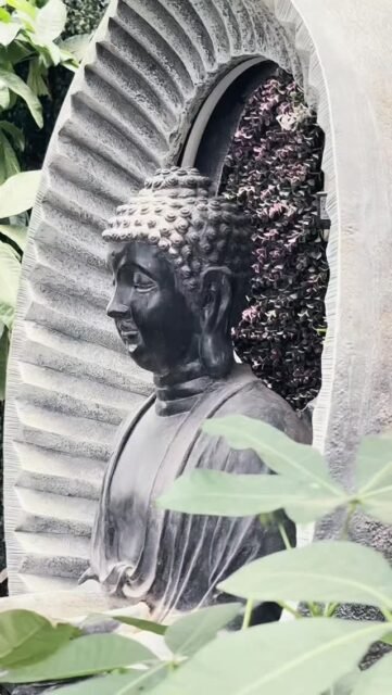 🪴🌿🫠
.
.
.
.
.
.
.
.
.
.
.
.
.
.
.
.
.
.
#trendingpost #indoorplants #viralreels #explore #plantlovers