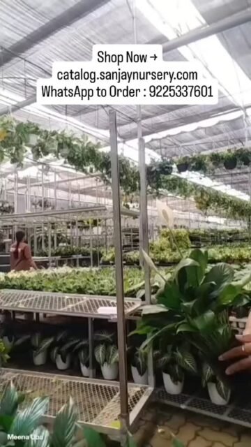 Bring Home the Serenity of Peace Lilies! 🌿✨
The Peace Lily is more than just a beautiful houseplant. Its elegant white blooms and lush green leaves symbolize peace, purity, and prosperity—making it the perfect addition to any corner of your home or a thoughtful gift for someone special. 🎁
Why we love them:
Low Maintenance: Thrives in low light and doesn't need much water. 💧
Air Purifying: Naturally refreshes your living space. 🌬️
Positive Vibes: Known to bring calm and new beginnings.
Transform your home into a sanctuary today! 🏡🤍
Shop Now → catalog.sanjaynursery.com
WhatsApp to Order : 9225337601
#PeaceLily #IndoorPlants #PlantCare #HomeDecor #GreenLiving PlantLovers Serenity GiftIdeasexplorereelkrofeelkroinstagood