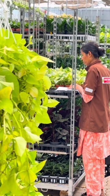 PLANTS ARE TO BE GROW,SAVE THEM GROW THEM🌿🤍
.
.
.
.
.
.
.
.
.
.
.
.
.
.
.
.
.
.
.
.
.
.
.
.
.
.
#indoorplants #trendingreels #growth #plantlovers #explore