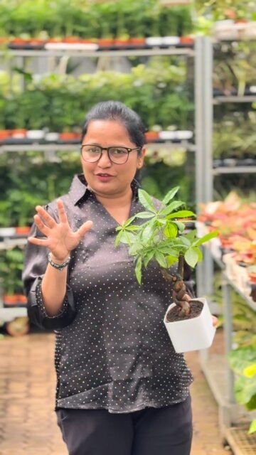 Pachira - your green symbol of prosperity
PlantLovers, UrbanGardening, PlantNursery, Gardening Tips, Green Thumb, HousePlants, IndoorPlants, Gardening Life, PlantAddict, GardenInspiration, PlantCare, GrowWithUs
#trendingpost
#greenoasis
#mulundeastnursery
#plantparadise #nurserylife