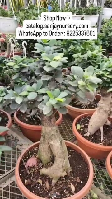 Ficus Ginseng: The Ultimate Harmony Plant 🌿
Did you know the Ficus Ginseng is more than just a beautiful bonsai? According to Vastu, this unique plant brings wealth, harmony, and positive energy into your home. 🏡✨
Care Tips:
💧 Loves humidity—water only when the topsoil is dry.
💨 Keep away from cold drafts in winter.
✂️ Regular pruning helps maintain its iconic shape.
Available in various sizes at Sanjay Nursery! 🪴 DM or call the number in the video to order yours today! 📞
Shop Now → catalog.sanjaynursery.com
WhatsApp to Order : 9225337601
#reels #reelsinstagram #instagram #viral #trending explore explorepage instagood