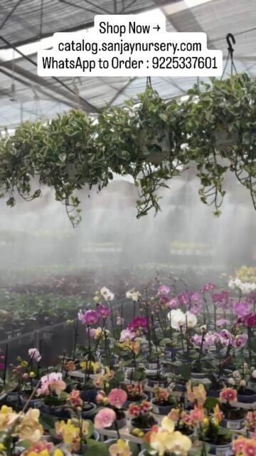 Transform your space with our beautiful indoor plants 🌱✨
Perfect for home decor, office desks, and thoughtful gifting — easy to care and naturally refreshing.
Bring greenery into your life with our premium quality plants, carefully nurtured for healthy growth and long-lasting beauty. 💚
📦 Available now – DM or visit our website to order
Shop Now → catalog.sanjaynursery.com
WhatsApp to Order : 9225337601
🌿 Limited stock – grab yours today!
#viralreels #explorepage✨ #instagood #trending #reelsvi̇ral