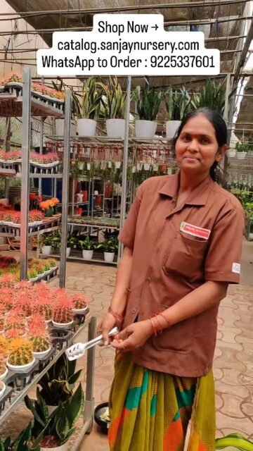 Brighten your space instantly with our painted cactus 🌵🎨 Shop now!

Shop Now → catalog.sanjaynursery.com
WhatsApp to Order : 9225337601

#MoonlightCactus #ColorfulPlants #IndoorPlantsIndia #PlantDecor #explorepage✨ PlantAddict 🌿✨