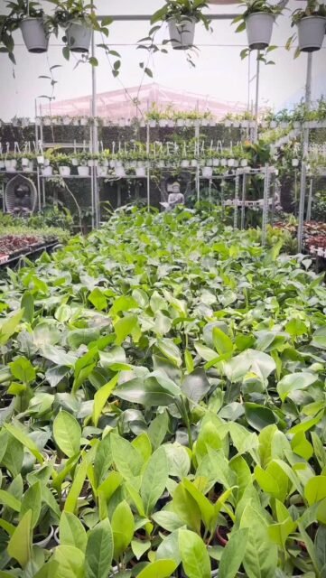 Only fools love gardening🪴🤍
.
.
.
.
.
.
.
.
.
.
.
.
#trendingpost #fyp #indoorplants #explore #plantlovers