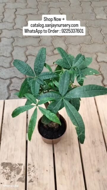 Bring home the luck! 💸 Known as the Money Tree, this braided Pachira is more than just a beautiful plant—it’s a symbol of wealth, positivity, and good fortune according to Vastu and Feng Shui.
Perfect for your office desk or a cozy corner at home. Who couldn’t use a little extra prosperity? 🪴✨
📍 Visit us at Sanjay Nursery to pick yours today!
Shop Now → catalog.sanjaynursery.com
WhatsApp to Order : 9225337601
#moneytree#VastuPlants #IndoorJungle #SanjayNursery PlantParent HomeDecor WealthAndWellness