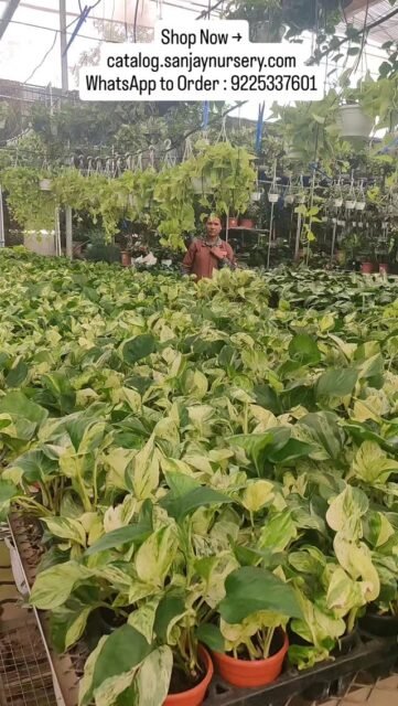 🌿 Bring home the beauty of the Marble Money Plant — a stunning low-maintenance indoor plant known for its beautiful variegated leaves, air-purifying qualities, and positive vibes. Perfect for homes, offices, and gifting. Shop healthy Marble Queen Money Plants at Sanjay Nursery.

Shop Now → catalog.sanjaynursery.com
WhatsApp to Order : 9225337601

#MarbleMoneyPlant #MarbleQueenPothos #MoneyPlant #IndoorPlants #AirPurifyingPlants LowMaintenancePlants Houseplants PlantsForHome OfficePlants PlantLovers SanjayNursery