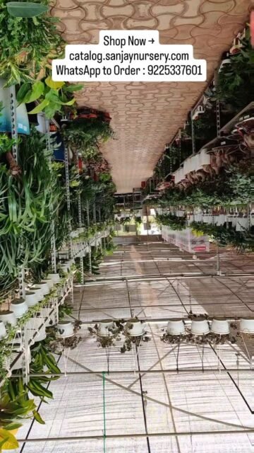 🌿 Explore beautiful Aglaonema plant varieties at Sanjay Nursery! From vibrant foliage to easy-care indoor plants, Aglaonemas are perfect for homes, offices, and gifting. Shop stunning Chinese Evergreen varieties online today.

Shop Now → catalog.sanjaynursery.com
WhatsApp to Order : 9225337601

#Aglaonema #AglaonemaPlants #ChineseEvergreen #IndoorPlants #Houseplants LowMaintenancePlants AirPurifyingPlants PlantLovers IndoorGarden SanjayNursery