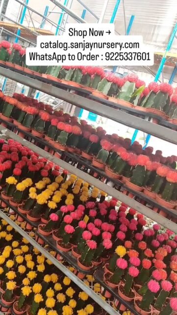 🌈 Add a splash of color to your plant collection with Colorful Moon Cactus! Easy to care for, compact, and perfect for gifting, these vibrant cactus plants make beautiful additions to homes and offices. Shop now!

Shop Now → catalog.sanjaynursery.com
WhatsApp to Order : 9225337601

#MoonCactusPlant #CactusForSale #SucculentPlants #IndoorPlantDecor #ColorfulPlants MiniCactus GraftedCactus PlantShop GardenDecor SanjayNursery