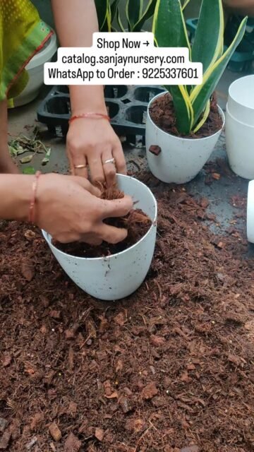 Every plant we sell is hand-picked, freshly potted & packed with care.
Because we know how exciting it is to welcome a new plant home! 🏡💚
Our Snake Plants are —
🪴 Healthy & well-rooted
🌿 Potted in premium well-draining soil
📦 Safely packed for delivery
Hundreds of happy plant parents already! 😊
👉 Be next — DM us or tap the link in bio to order! 🛒
Shop Now → catalog.sanjaynursery.com
WhatsApp to Order : 9225337601

#reelsviral #reelstrending #reelsindia #reelscreator #reelsgrowth reels2026 reelsinsta