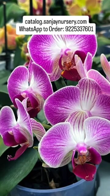 🌿 Transform Your Space with Lush Green Plants 🌿
Bring home freshness, positivity, and natural beauty with our premium indoor plants. Perfect for home décor, office spaces, and gifting, these plants are easy to care for and instantly elevate any corner.

✨ Why choose our plants?
• Low maintenance & beginner-friendly
• Improves air quality
• Ideal for home & office décor
• Perfect gifting option 🎁

🛒 Shop Now → catalog.sanjaynursery.com
📲 WhatsApp to Order: 9225337601

#IndoorPlants #HomeDecor #PlantLovers #GreenLiving #OfficePlants PlantShopIndia SanjayNursery AirPurifyingPlants GardenDecor PlantAddict