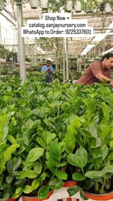 🌿 Upgrade Your Space with the Stylish Zamia plant 🌿

Add a touch of elegance with the ever-popular ZZ Plant — known for its glossy green leaves, modern look, and ultra-low maintenance care. Perfect for homes, offices, and gifting!

✨ Why choose Zamia (ZZ) Plant?
• Extremely low maintenance & hardy
• Thrives in low light conditions
• Air-purifying indoor plant 🌱
• Ideal for beginners & busy lifestyles

🏡 Perfect for: Home décor | Office desks | Corporate gifting

🛒 Shop Now → catalog.sanjaynursery.com
📲 WhatsApp to Order: 9225337601

#ZamiaPlant #ZZPlant #IndoorPlantsIndia #LowMaintenancePlants #AirPurifyingPlants OfficePlants HomeDecorPlants PlantLovers GreenDecor SanjayNursery