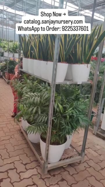 Premium indoor plants, ready to transform your space. Snake plants, palms & more — available now! 🪴

Shop Now → catalog.sanjaynursery.com
📲 WhatsApp to Order: 9225337601

#plantnursery #plantshop #plantsale #plantstore #freshplants bulkplants plantdelivery indoorgardens