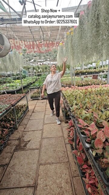 ✨ Air Plants = No soil, no mess, pure aesthetic
💚 New arrivals just dropped!

🛒 Shop Now → catalog.sanjaynursery.com
📲 WhatsApp to Order: 9225337601

#explore #indoorplants lants ants #instagood  #viral #airplants