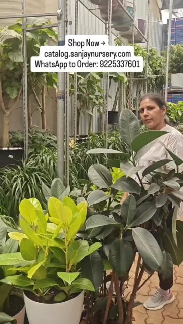 The most powerful statement plant for your home 🌿✨ — Big Size Rubber Plants
Stunning, bold, and loaded with vastu benefits — here are the most beautiful rubber plant varieties available right now:
🌿 Rubber Plant Black Prince — deep burgundy dramatic leaves
🌿 Rubber Plant Variegata — green, cream & pink variegation
🌿 Rubber Plant Ruby — rich ruby red & green leaves
🌿 Rubber Plant Tineke — soft cream & green patterns
🌿 Rubber Plant Classic — deep glossy green leaves
Why vastu experts love rubber plants:
✅ Brings wealth & abundance 💰
✅ Removes toxins & purifies air
✅ Attracts positive energy at home
✅ Perfect for living room & office
✅ Low maintenance & fast growing
Available in big sizes — wholesale & retail 📦
Pan India delivery 🚚

DM us or WhatsApp +91 92253 37601 for pricing & availability 🌿
#rubberplant #indoorplants #vastuaplants #rubberplantvastu #bigindoorplants