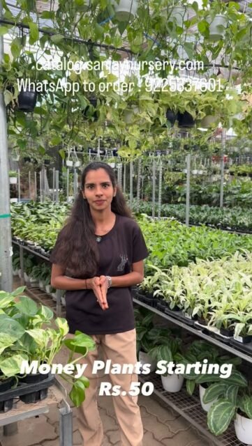 Meet India’s most loved indoor plant — in every variety you need. 🌿
Golden Pothos, Marble Queen, Neon Pothos, Silver Satin and more — all growing right here at Sanjay Nursery, Pune.
These low-maintenance money plant varieties are perfect for your home, office desk, living room corner, or as a gift. They purify air, grow in water or soil, thrive in low light, and yes — they actually release oxygen at night. 🌙
Whether you want a trailing money plant climber for your wall, a hanging pot for your balcony, or a moss stick setup for your living room — we have it all.
✅ 30+ money plant varieties with names and prices shown in this video
✅ Pan-India delivery — order money plant online, delivered to your door
✅ Home-grown with care | 40+ years of trust
🛒 Shop now → Link in bio
#moneyplant #goldenpothos #indoorplants #moneyplantvarieties #sanjaynursery
