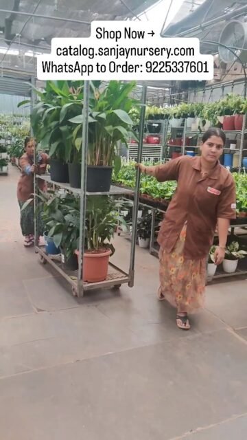 Premium indoor plants, ready to transform your space. Snake plants, palms & more — available now! 🪴

Shop Now → catalog.sanjaynursery.com
📲 WhatsApp to Order: 9225337601

#plantnursery #plantshop #plantsale #plantstore #freshplants bulkplants plantdelivery indoorgardens