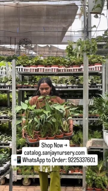 This is one of the rarest Monsteras you can own in India. 🌿
The Monstera Burle Marx Flame — named after legendary Brazilian landscape architect Roberto Burle Marx — is a true collector's plant. Its deeply fenestrated, flame-shaped leaves start juvenile and grow more dramatic and large as the plant matures on a moss pole. No two leaves look the same.
This is not your everyday houseplant. This is a statement piece.
✅ Rare exotic aroid — limited stock available
✅ Stunning fenestrated leaves — gets more impressive with age
✅ Easy to care for — bright indirect light, well-draining potting mix
✅ Available at ₹1,000 only — pan-India delivery
✅ Grown at Sanjay Nursery, Pune | 40+ years of trust
If you've been searching for Monstera Burle Marx Flame in India — this is your chance. Stock won't last.
🛒 Order now → Link in bio
📲 WhatsApp 9225337601
#monsteraburlemarxflame #rareplants #monsteraIndia #exoticaroids #sanjaynursery