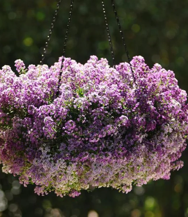 Alyssum-Easter-Bonnet-Deep-Rose-Flower-Seeds-1.webp File type: image/webp