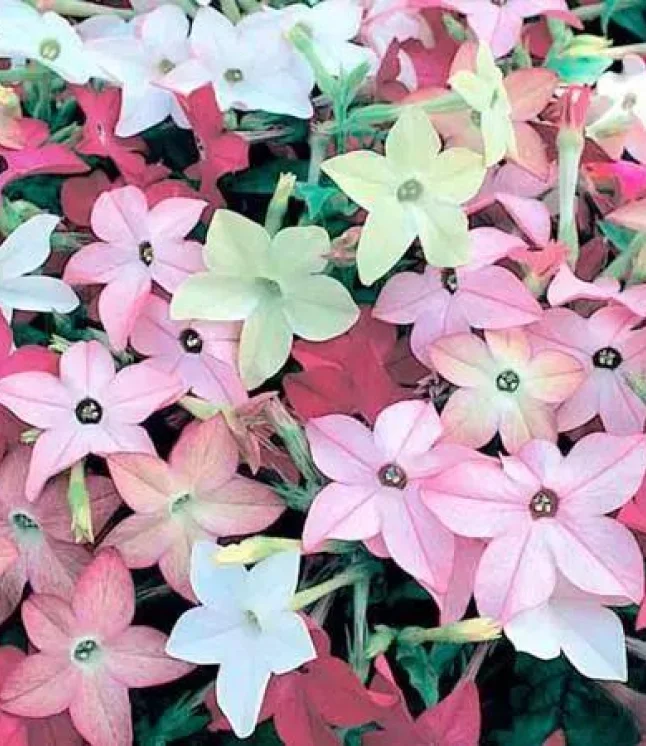 Antirrhinum-Legend-Yellow-Flower-Seeds-Sale-Original-priceRs.-2000.00-Current-priceRs.-1800.00-SKU-Seeds0040.webp