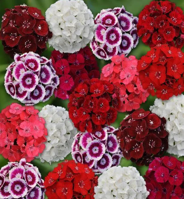 Antirrhinum-Potomac-Early-Rose-Flower-Seeds-CGASPL-Click-to-expand-Antirrhinum-Potomac-Early-Rose-Flower-Seeds-CGASPL-ose-Flower-Seeds-1.webp