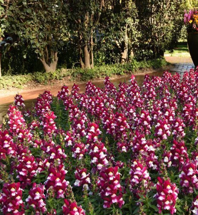 Antirrhinum-Snapshot-Burgundy-Bicolor-Flower-Seeds.webp