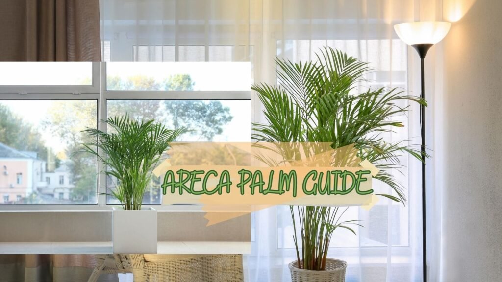 Areca_Palm.jpg