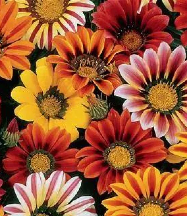 Artificial-Vertical-Garden-3743-V-for-Indoors-only-60-cm_40-cm-Pack-of-32-Tiles-Area-covered-83.2-Sq.-ft-1.webp