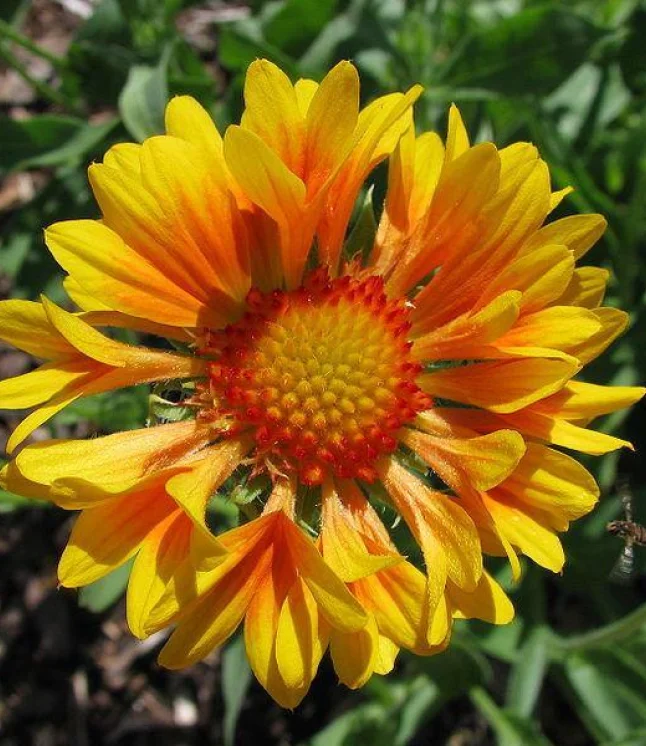 Azadirachta-indica-Melia-azadirachta-Seeds-1-Kg-1.webp