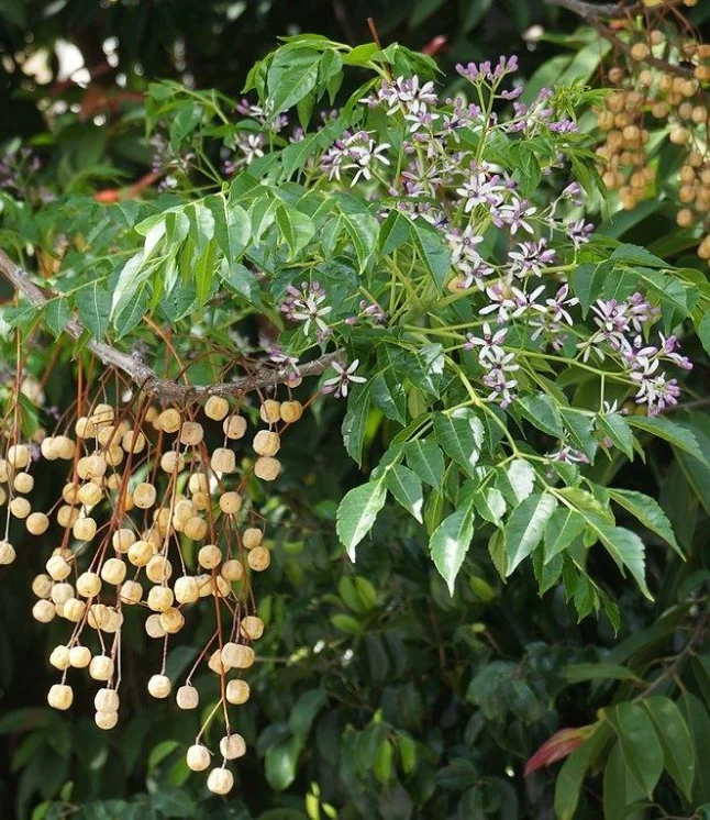 Azadirachta-indica-Melia-azadirachta-Seeds-1-Kg.webp
