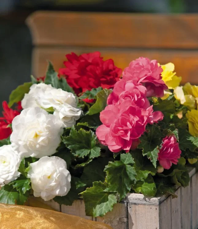 Begonia-Tuberhybrida-New-Star-Mix-Flower-Seeds.webp