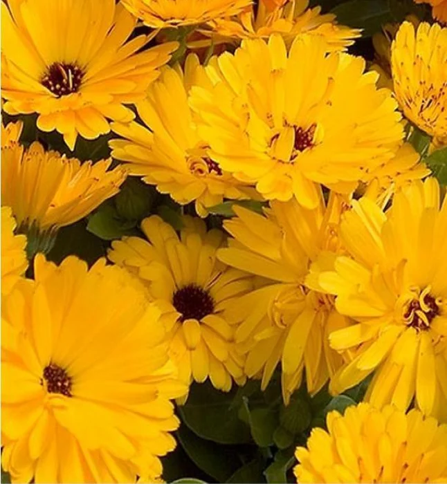 Black-Centre-Flower-Seeds.webp
