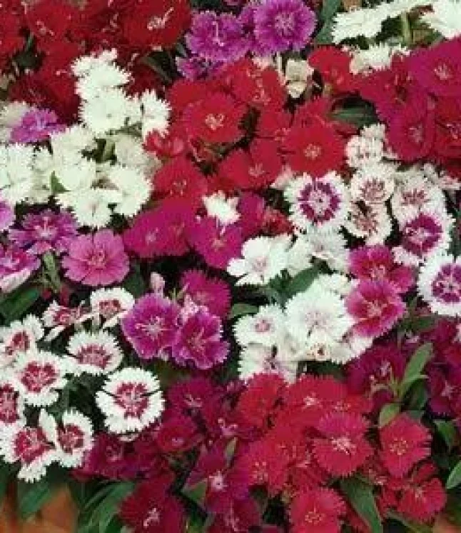 Celosia-Plumosa-Glorious-Yellow-Flower-Seeds-1.webp