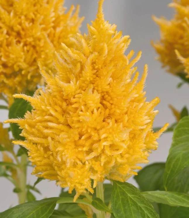 Celosia-Plumosa-Glorious-Yellow-Flower-Seeds.webp