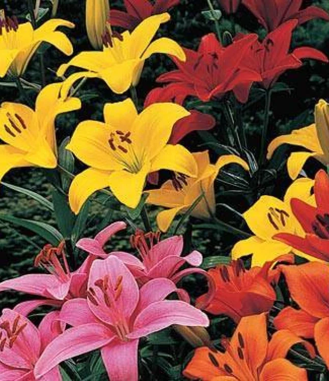 Gazania-Sunshine-Mix-Flower-Seeds.webp