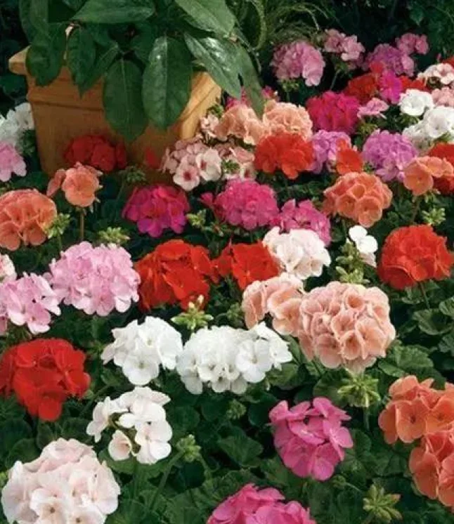 Geranium-Maverick-Mix-Flower-Seeds.webp