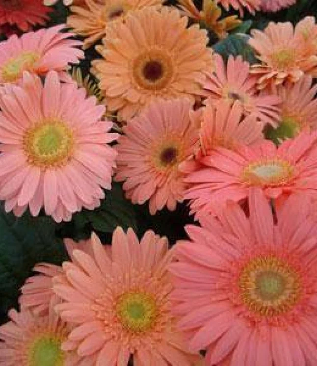 Gerbera-Mega-Revolution-Champagne-Flower-Seeds.webp