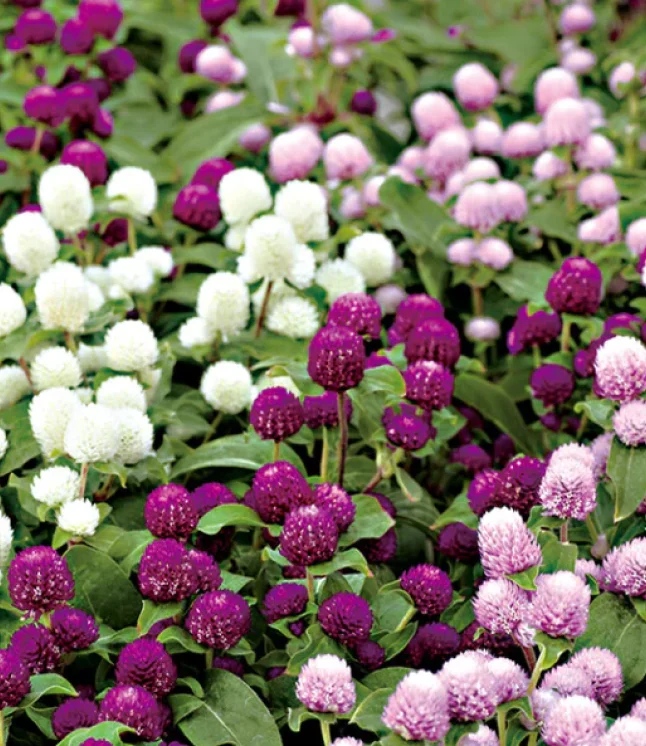 Gloxinia-Gt-Multiflora-Mix-Pack-of-25-Flower-Bulbs-1.webp