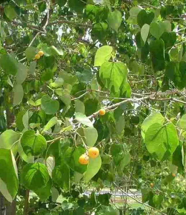 Gmelina-arborea.-Assam-Teak-Seeds-1-Kg.webp