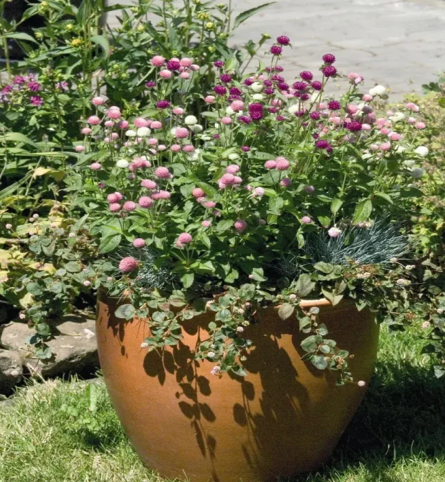 Gomphrena-Las-Vegas-Mix-Flower-Seeds-1.webp