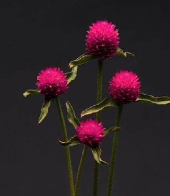 Gomphrena-Qis-Carmine-Seeds.webp