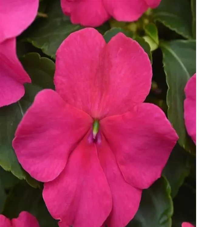 Impatiens-Accent-Star-Mix-Flower-Seeds-1-1.webp